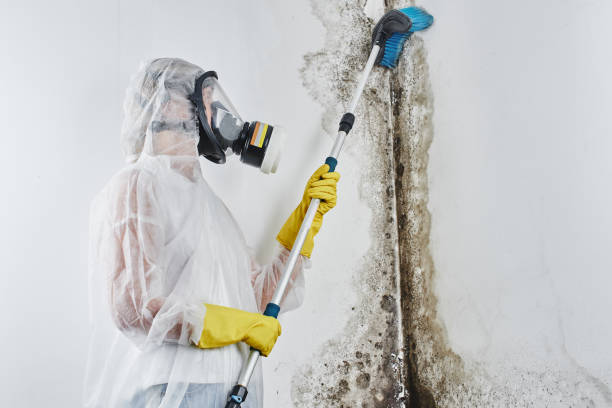 Best Mold Cleaning Services  in Shoh, IL