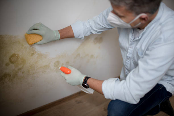 Crawl Space Mold Removal in Shiloh, IL