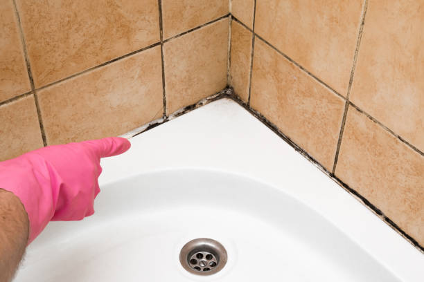Mold Removal and Inspection in Shiloh, IL