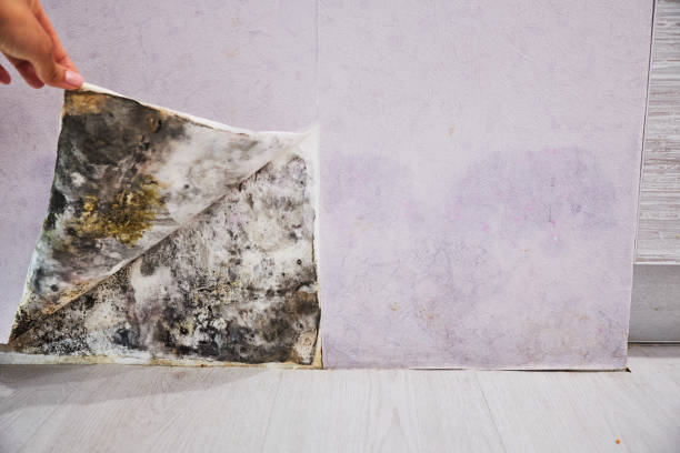 Best Commercial Mold Removal  in Shoh, IL